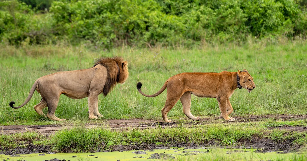 African Safari Landscape